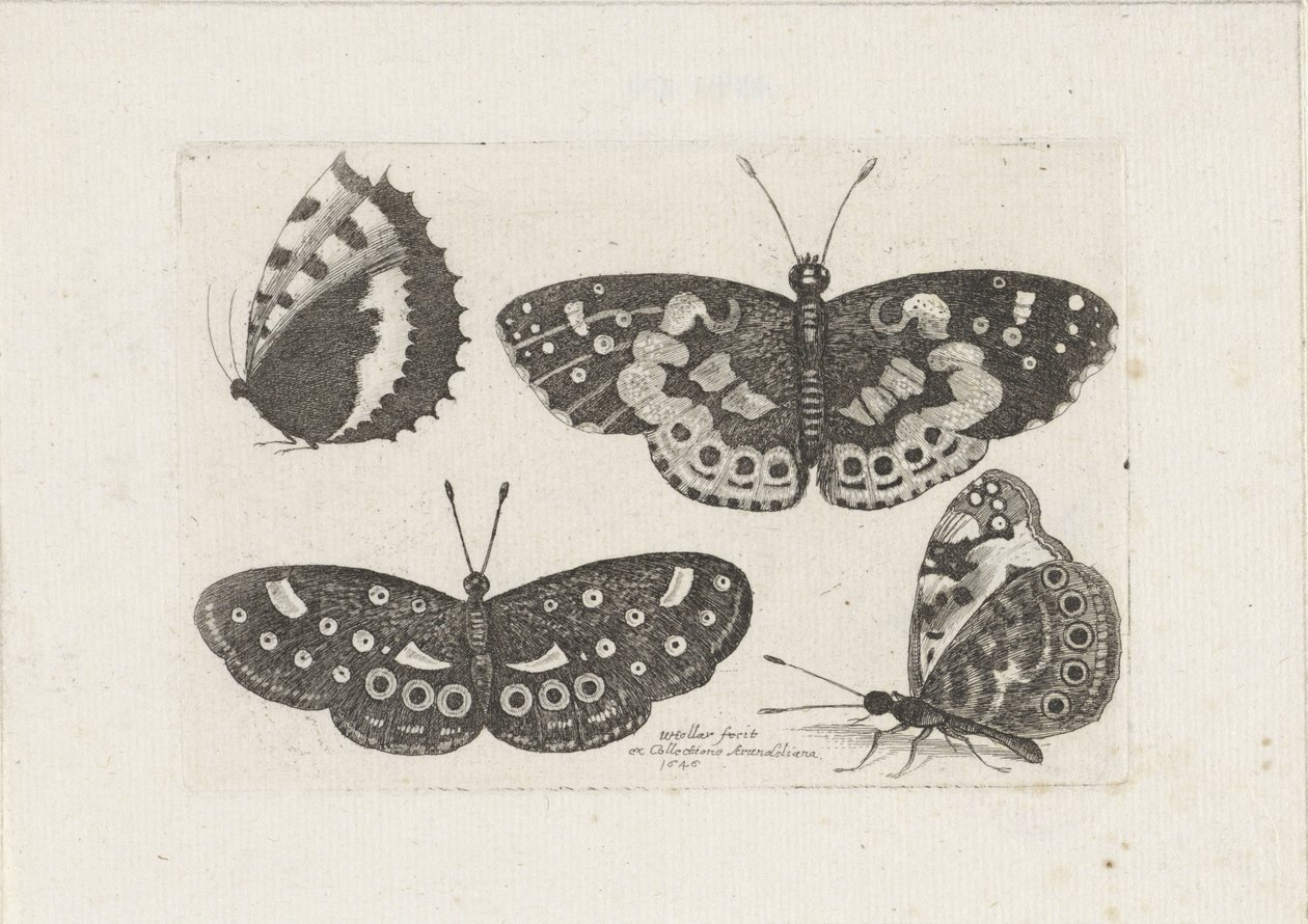 Vier vlinders Insekter (serietittel) Scarab Flies (serietittel) av Wenceslaus Hollar