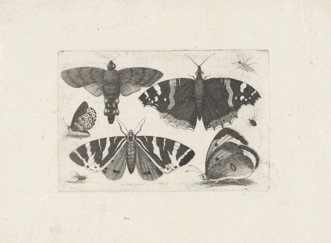 Fire sommerfugler, en møll, to biller og en flue av Wenceslaus Hollar