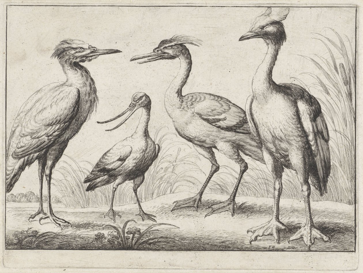Fire vadefugler Forskjellige fugler (serietittel) av Wenceslaus Hollar