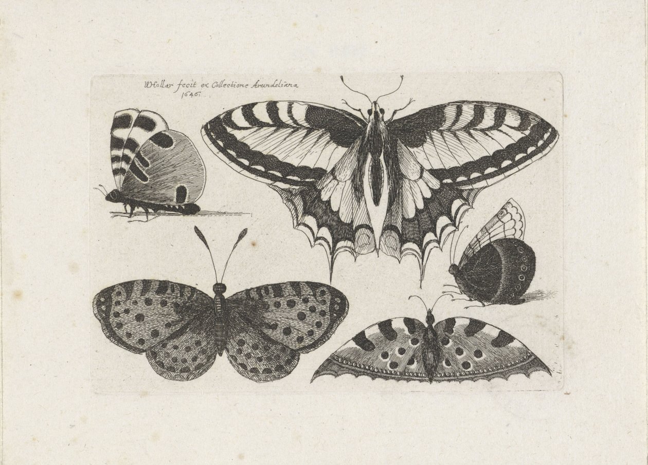 Five Butterflies Insects (serietittel) Muscarum Scarabeorum (serietittel) av Wenceslaus Hollar