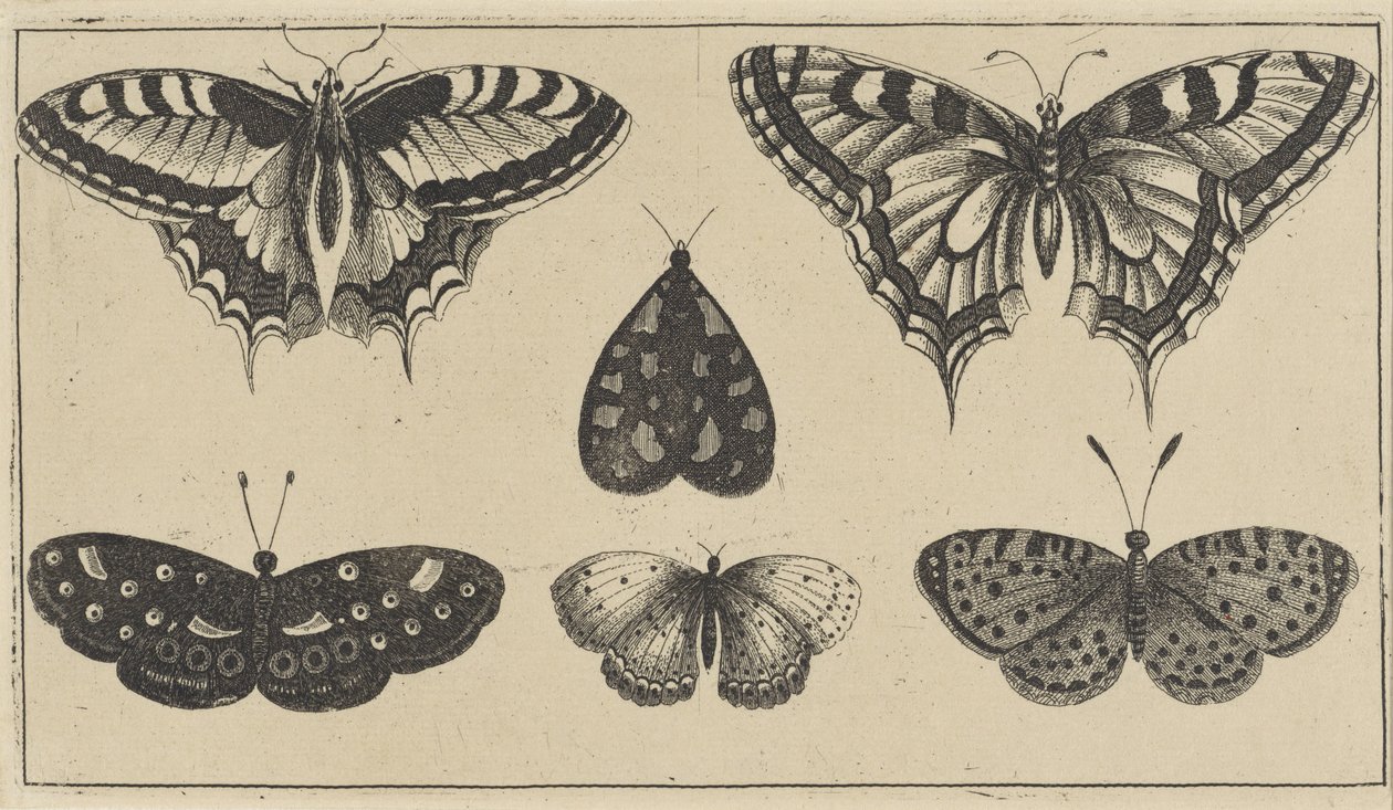 Five Butterflies and a Moth Various Insects (serietittel) Diversae Insectorum (serietittel) av Wenceslaus Hollar