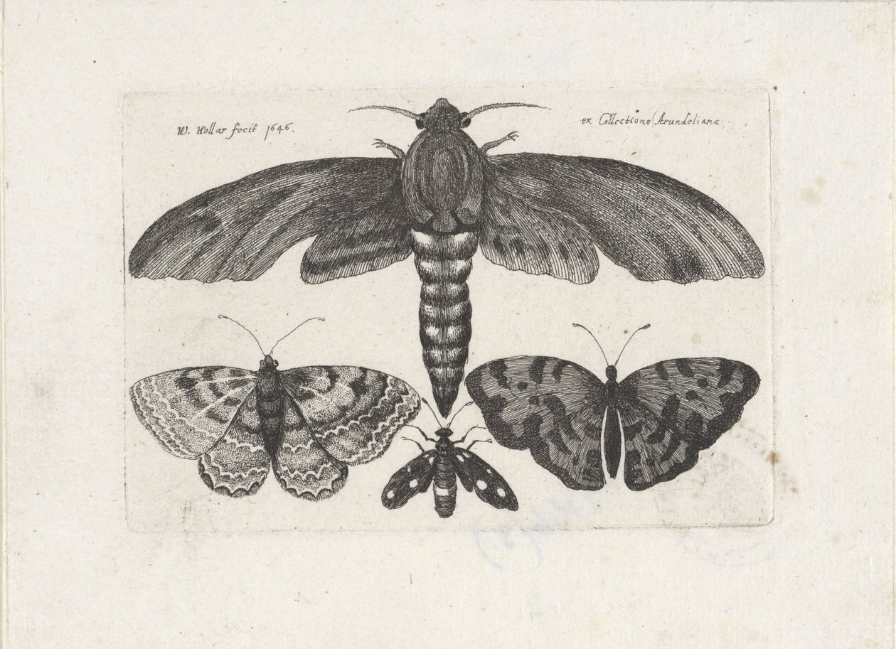 Sommerfugler og en møll Insekter (serietittel) Muscarum Scarabeorum (serietittel) av Wenceslaus Hollar