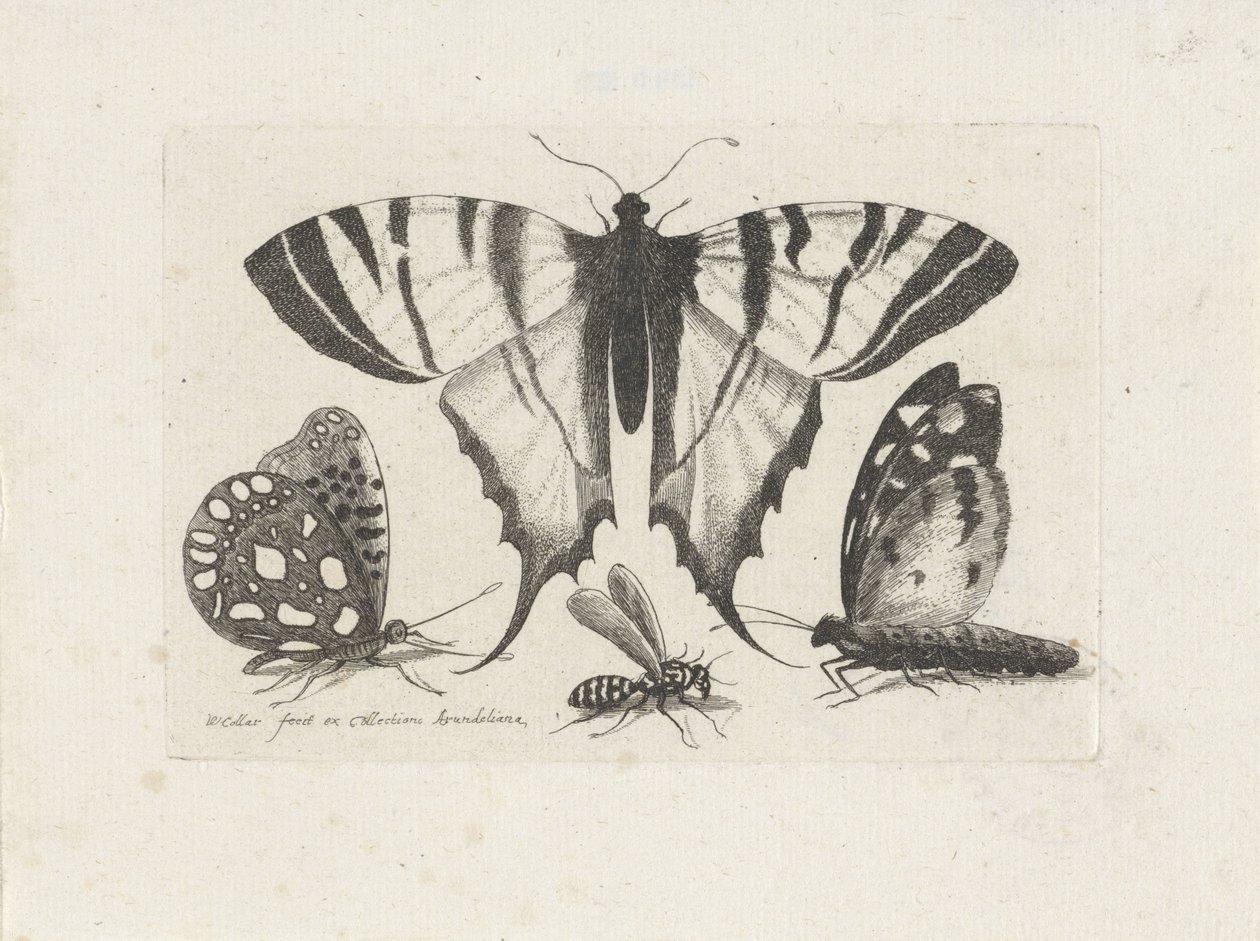 Sommerfugler og en veps Insekter (serietittel) Muscarum Scarabeorum (serietittel) av Wenceslaus Hollar