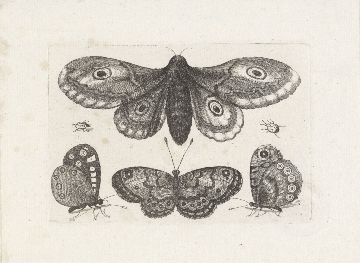 Sommerfugler, biller og en møll Insekter (serietittel) Muscarum Scarabeorum (serietittel) av Wenceslaus Hollar