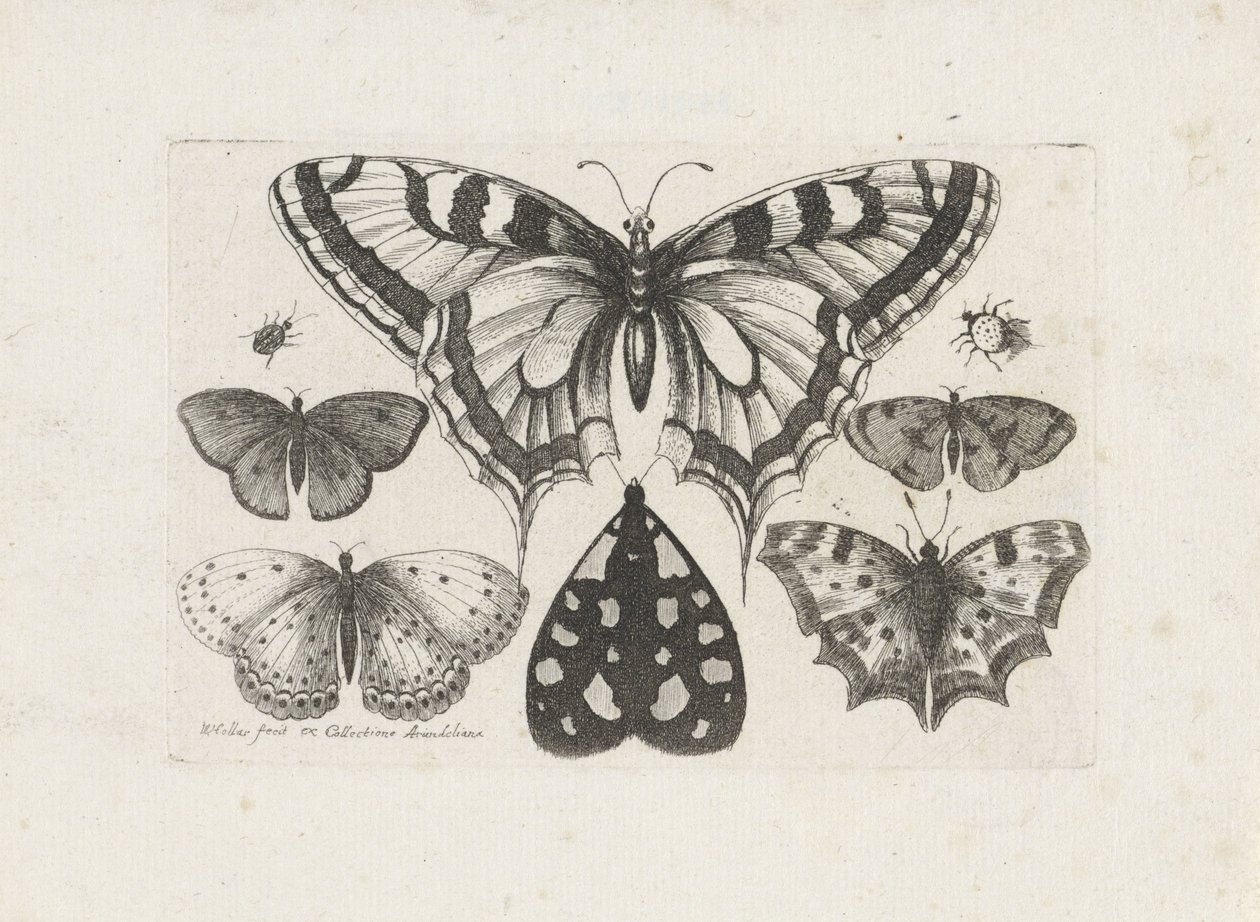 Sommerfugler, biller og en møll Insekter (serietittel) Muscarum Scarabeorum (serietittel) av Wenceslaus Hollar