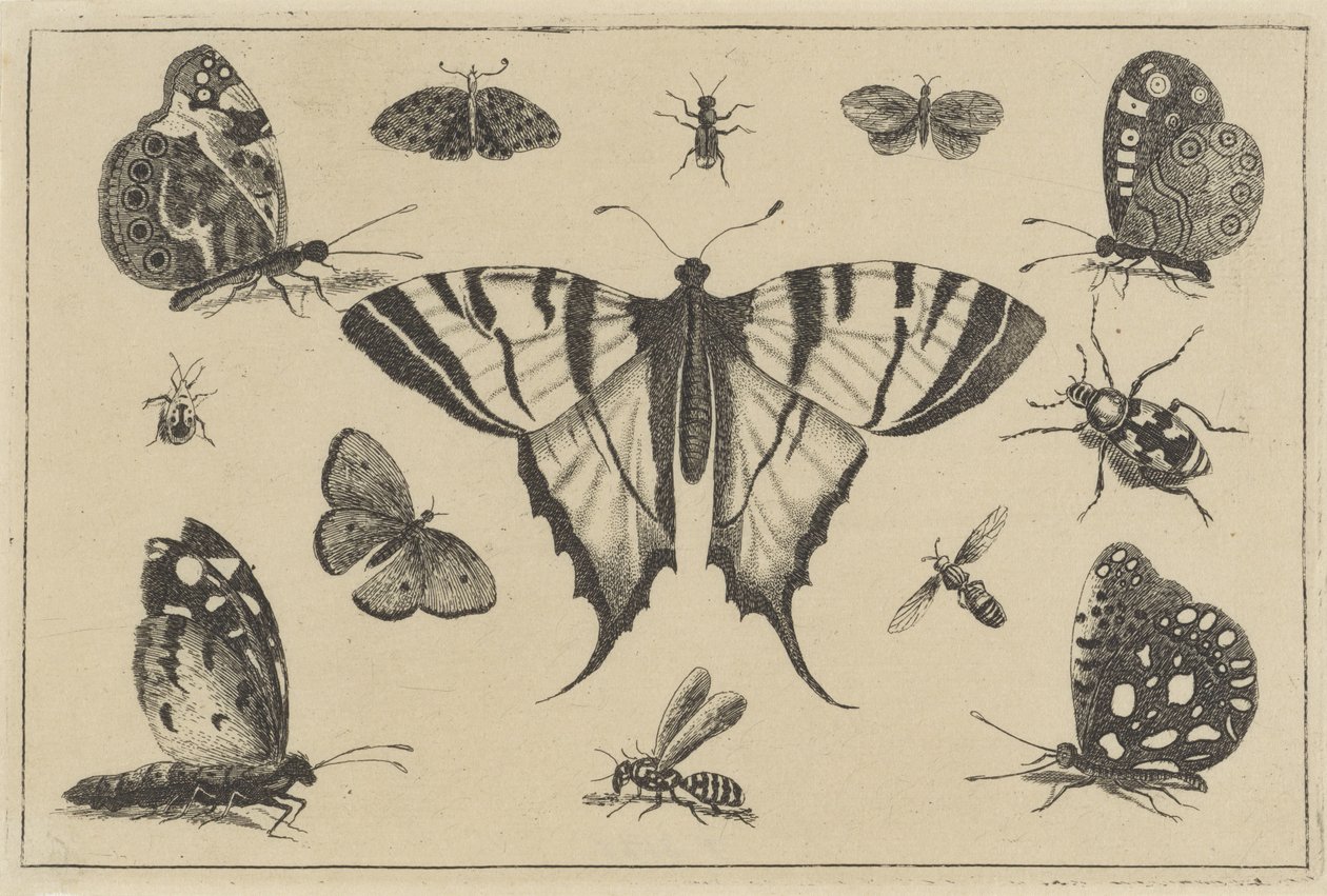 Sommerfugler, veps og andre insekter Diverse insekter (serietittel) Diversae Insectorum (serietittel) av Wenceslaus Hollar