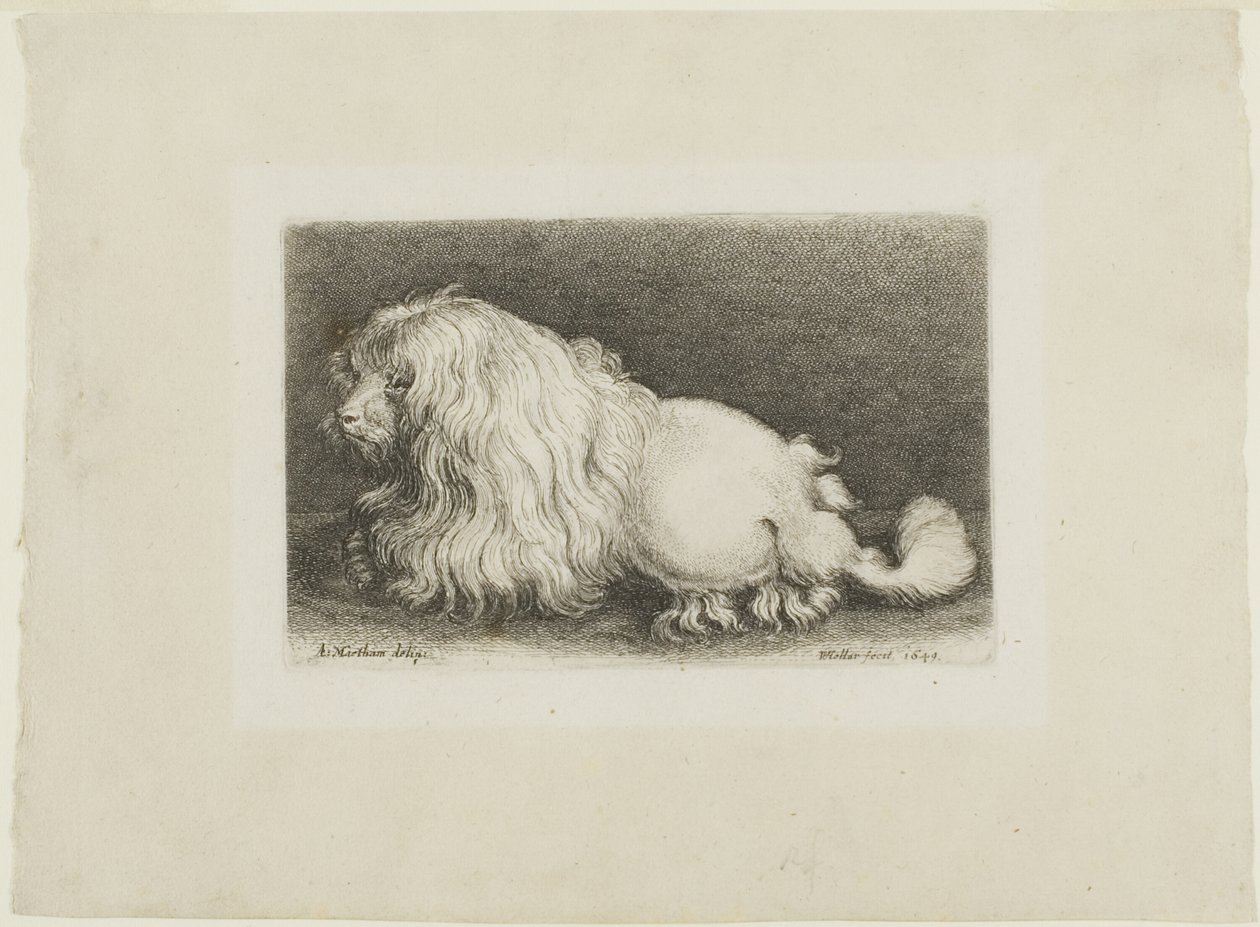 Hvit hund av Wenceslaus Hollar