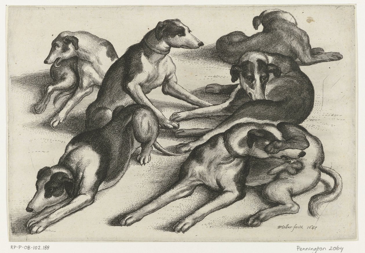 Seks liggende jakthunder Jakt, jakthunder og vilt (serietittel) av Wenceslaus Hollar