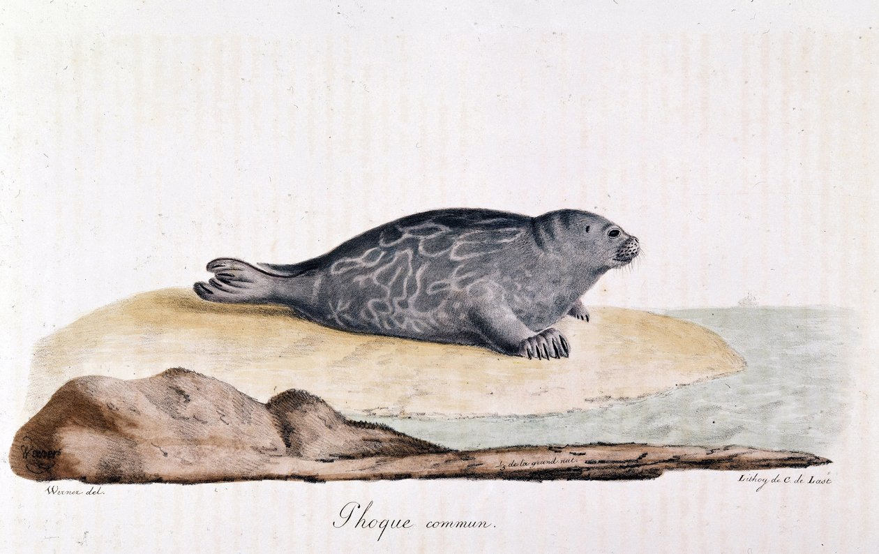 Seal commum - tegning av Werner av Werner Werner
