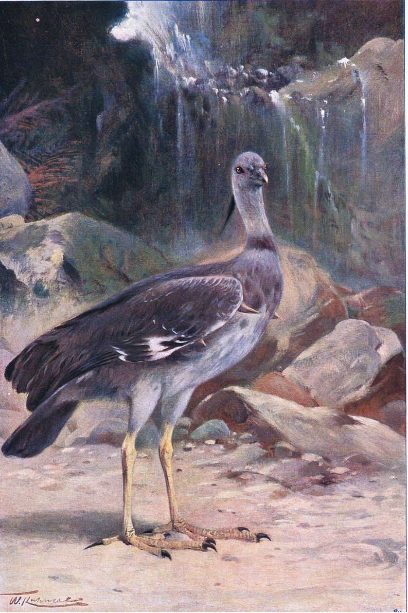 Crested Screamer, fra Wildlife of the World utgitt av Frederick Warne & Co, ca. 1900 av Wilhelm Kuhnert