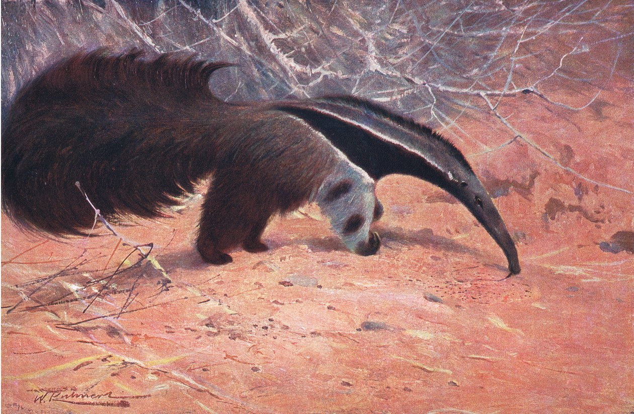 Great Ant Eater, fra Wildlife of the World utgitt av Frederick Warne & Co, ca. 1900 av Wilhelm Kuhnert