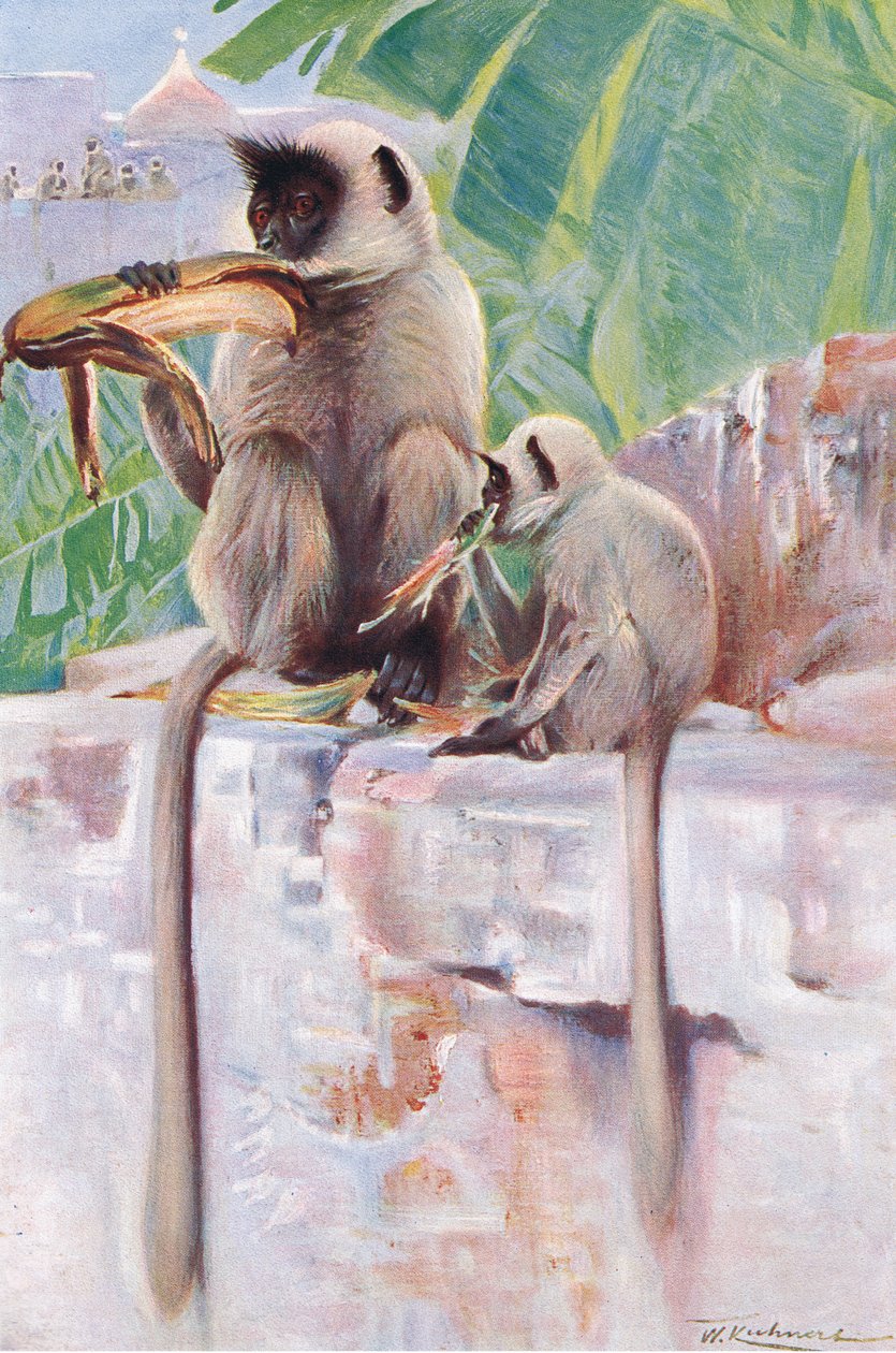 Hanuman Monkey, fra Wildlife of the World utgitt av Frederick Warne & Co, ca. 1900 av Wilhelm Kuhnert