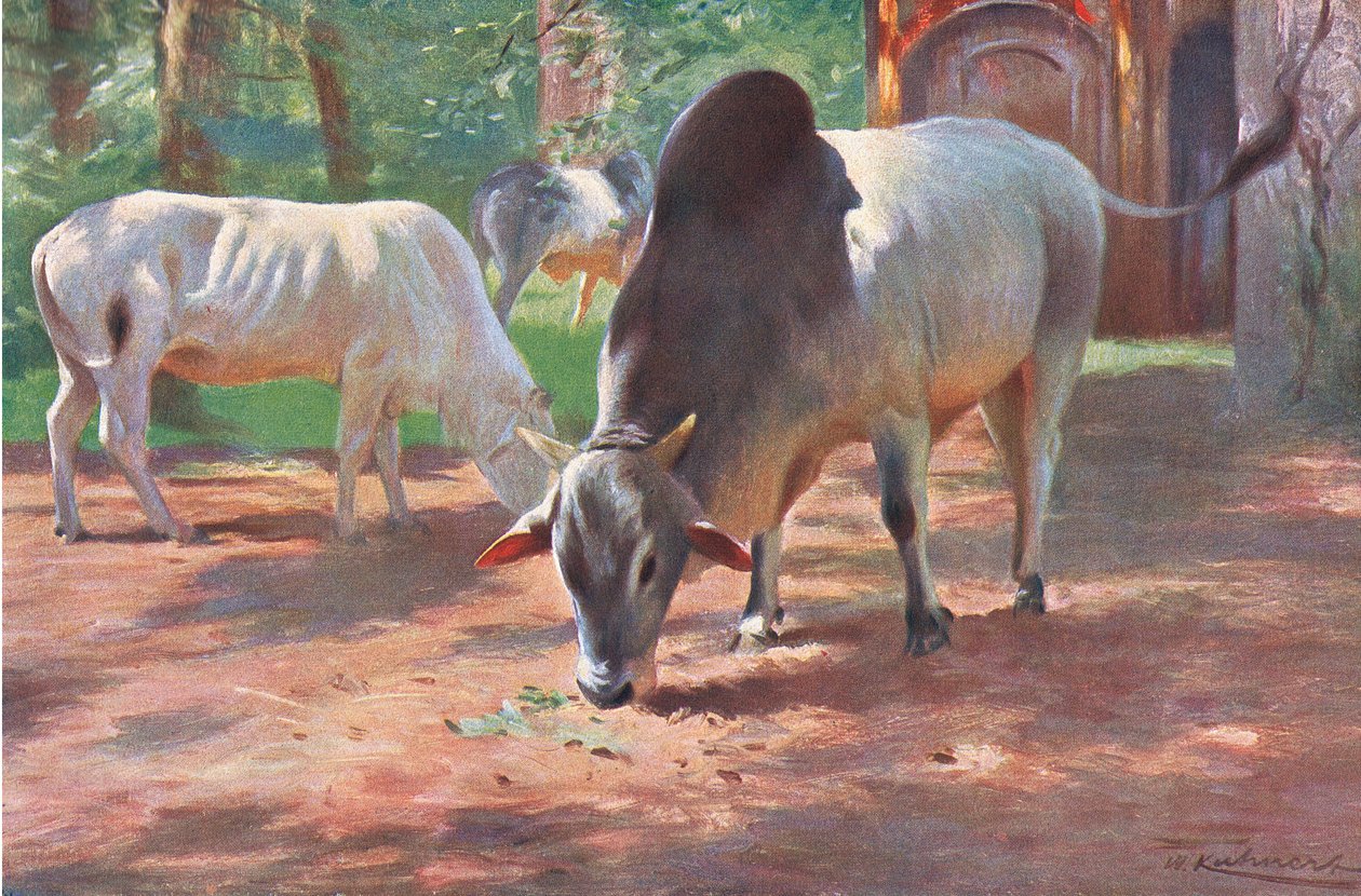 Indian Humped Cattle, fra Wildlife of the World utgitt av Frederick Warne & Co, ca. 1900 av Wilhelm Kuhnert