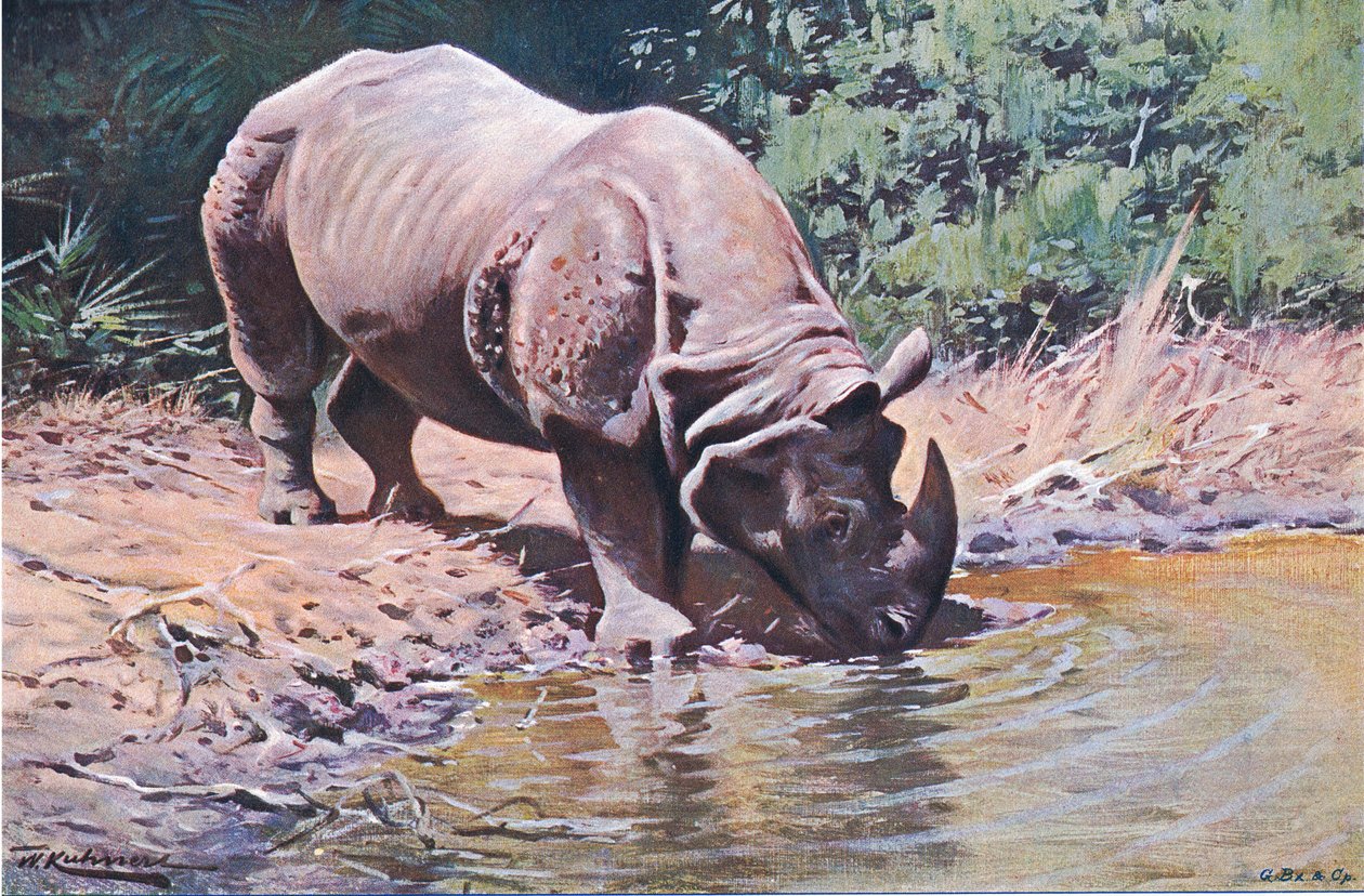 Indian Rhinoceros, fra Wildlife of the World utgitt av Frederick Warne & Co, ca. 1900 av Wilhelm Kuhnert