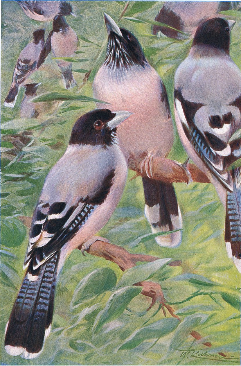 Lanceolated Jay, fra Wildlife of the World utgitt av Frederick Warne & Co, ca. 1900 av Wilhelm Kuhnert