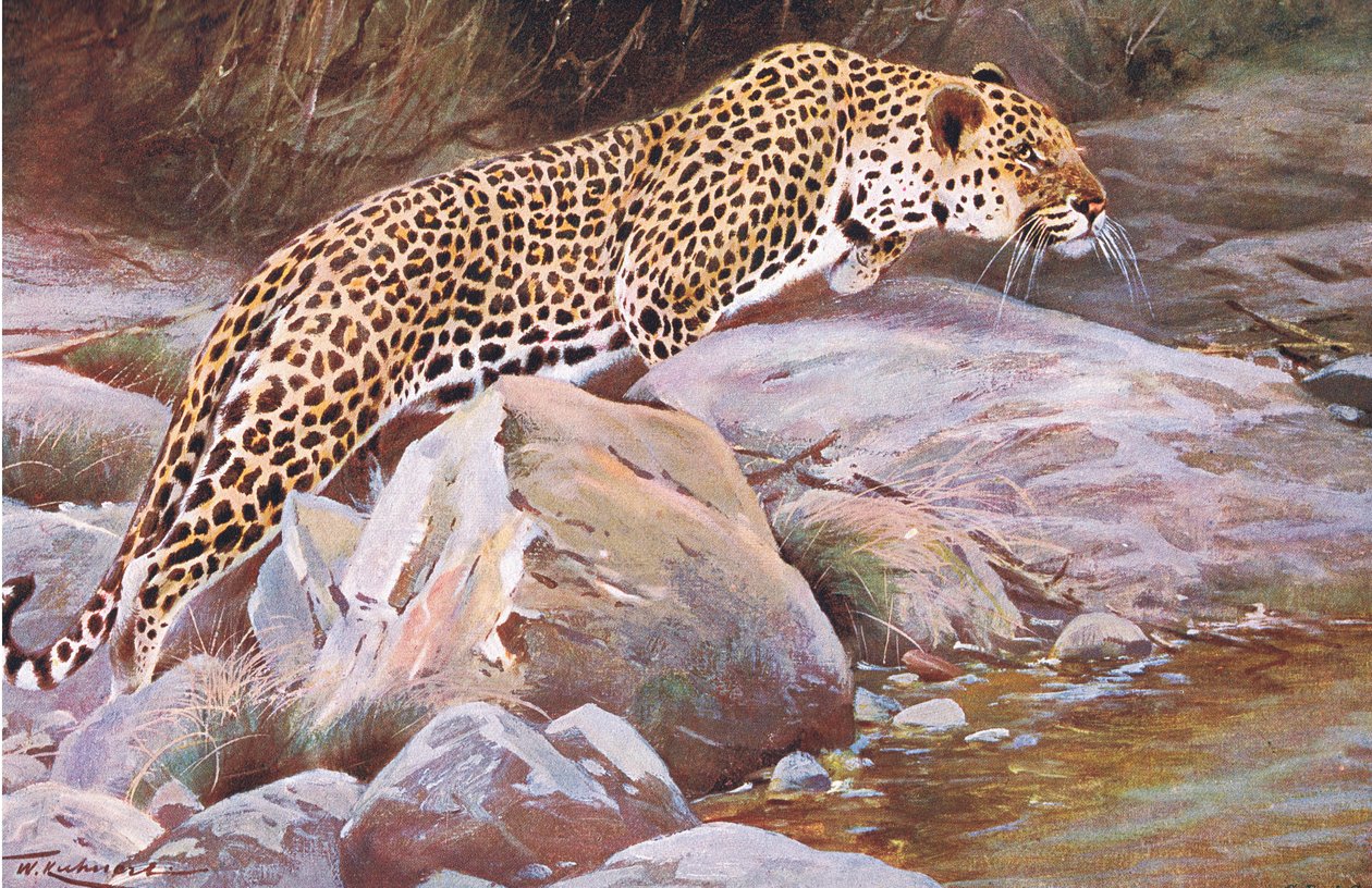 Leopard, fra Wildlife of the World utgitt av Frederick Warne & Co, ca. 1900 av Wilhelm Kuhnert