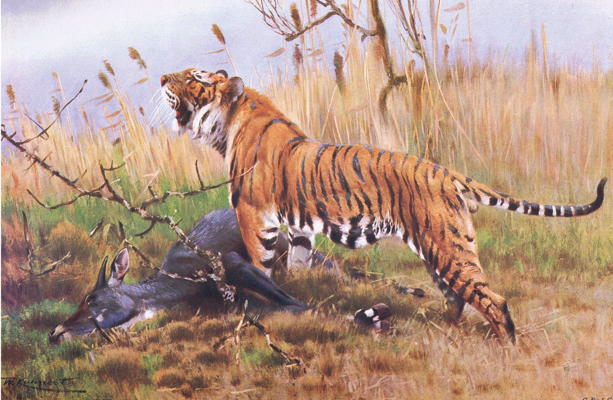 Tiger, fra Wildlife of the World utgitt av Frederick Warne & Co, ca. 1900 av Wilhelm Kuhnert