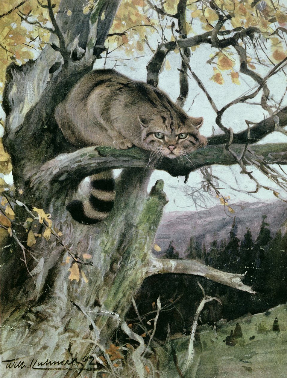 Wildcat in a Tree, 1902 av Wilhelm Kuhnert