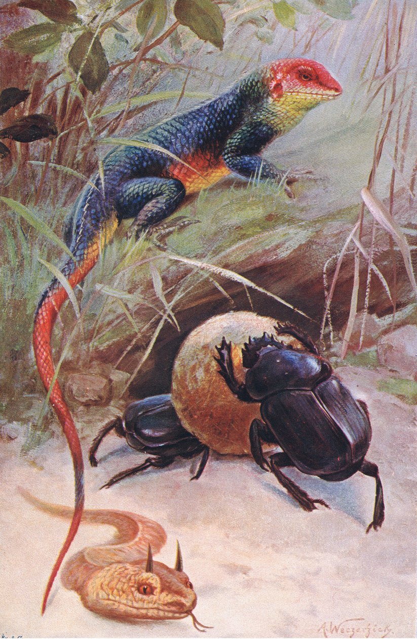 A Gama, Horned Viper and Sacred Beetle, illustrasjon fra Wildlife of the World, ca. 1910 av Wilhelm Kuhnert