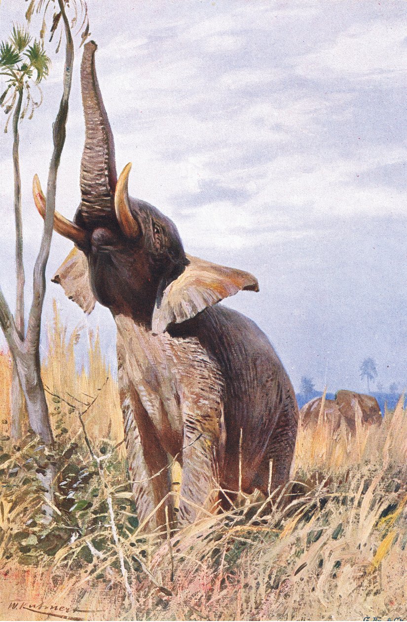 African Elephant, illustrasjon fra Wildlife of the World, ca. 1910 av Wilhelm Kuhnert