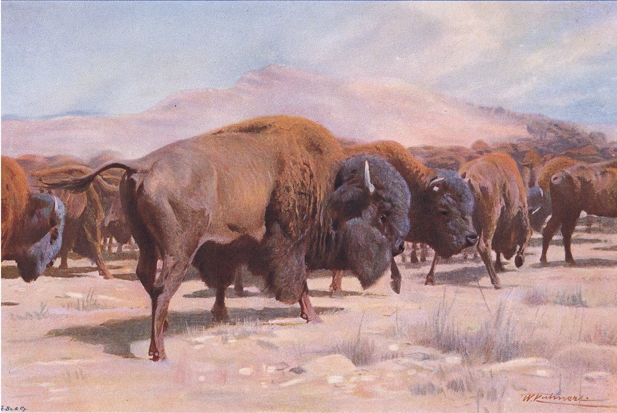 American Bison, fra Wildlife of the World utgitt av Frederick Warne & Co, ca. 1900 av Wilhelm Kuhnert