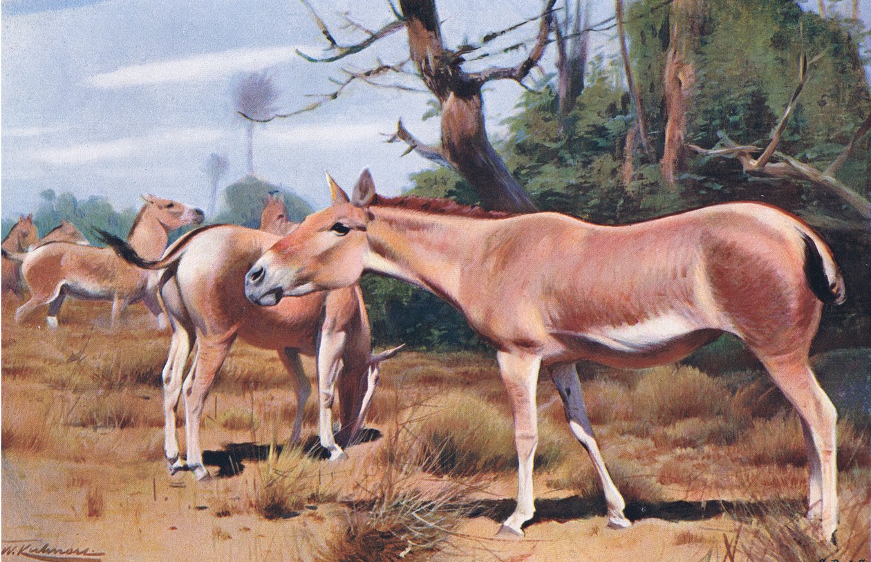 Asiatic Wild Ass, fra Wildlife of the World utgitt av Frederick Warne & Co, ca. 1900 av Wilhelm Kuhnert