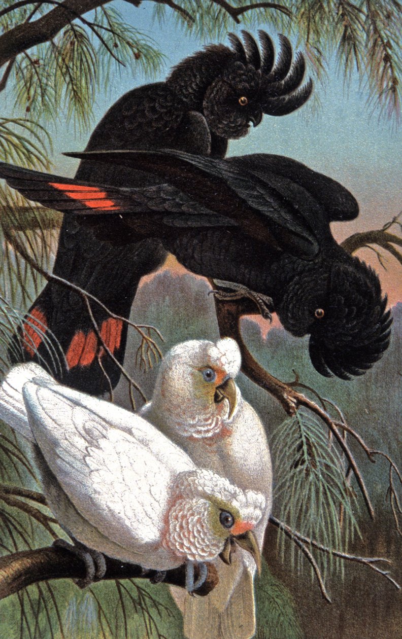 Banks' kakadu, ca. 1910 (illustrasjon) av Wilhelm Kuhnert