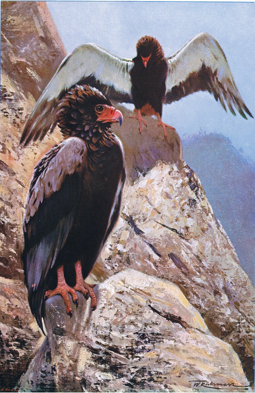 Bateleur Eagle, illustrasjon fra Wildlife of the World, ca. 1910 av Wilhelm Kuhnert