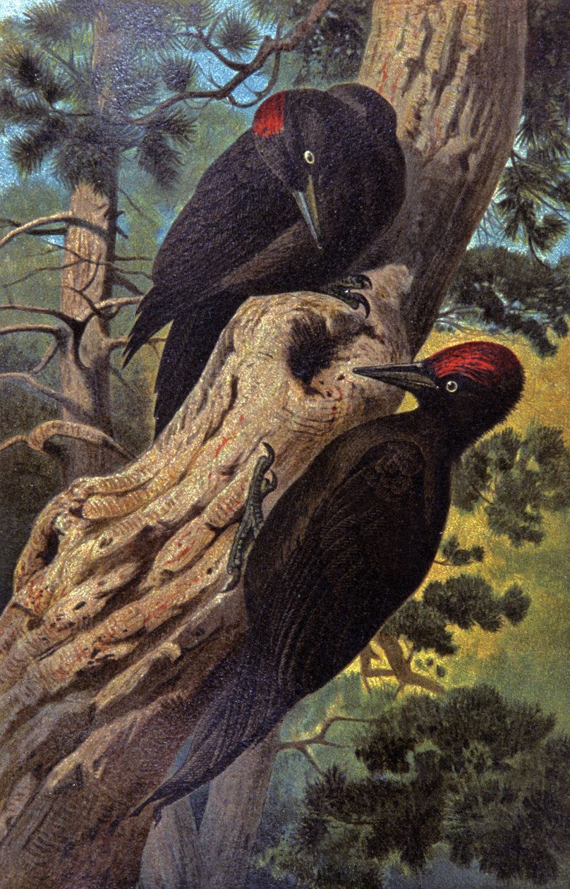 Svart hakkespett, ca. 1910 (illustrasjon) av Wilhelm Kuhnert