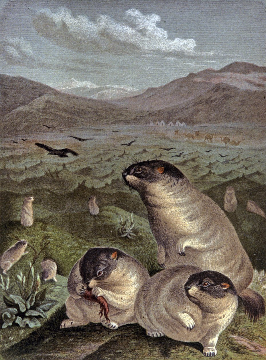 marsvin av Wilhelm Kuhnert