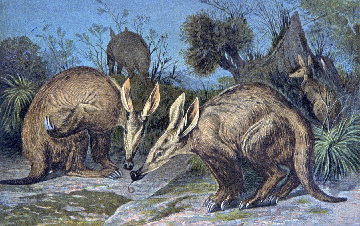 Kappaardvark, jordgris av Wilhelm Kuhnert