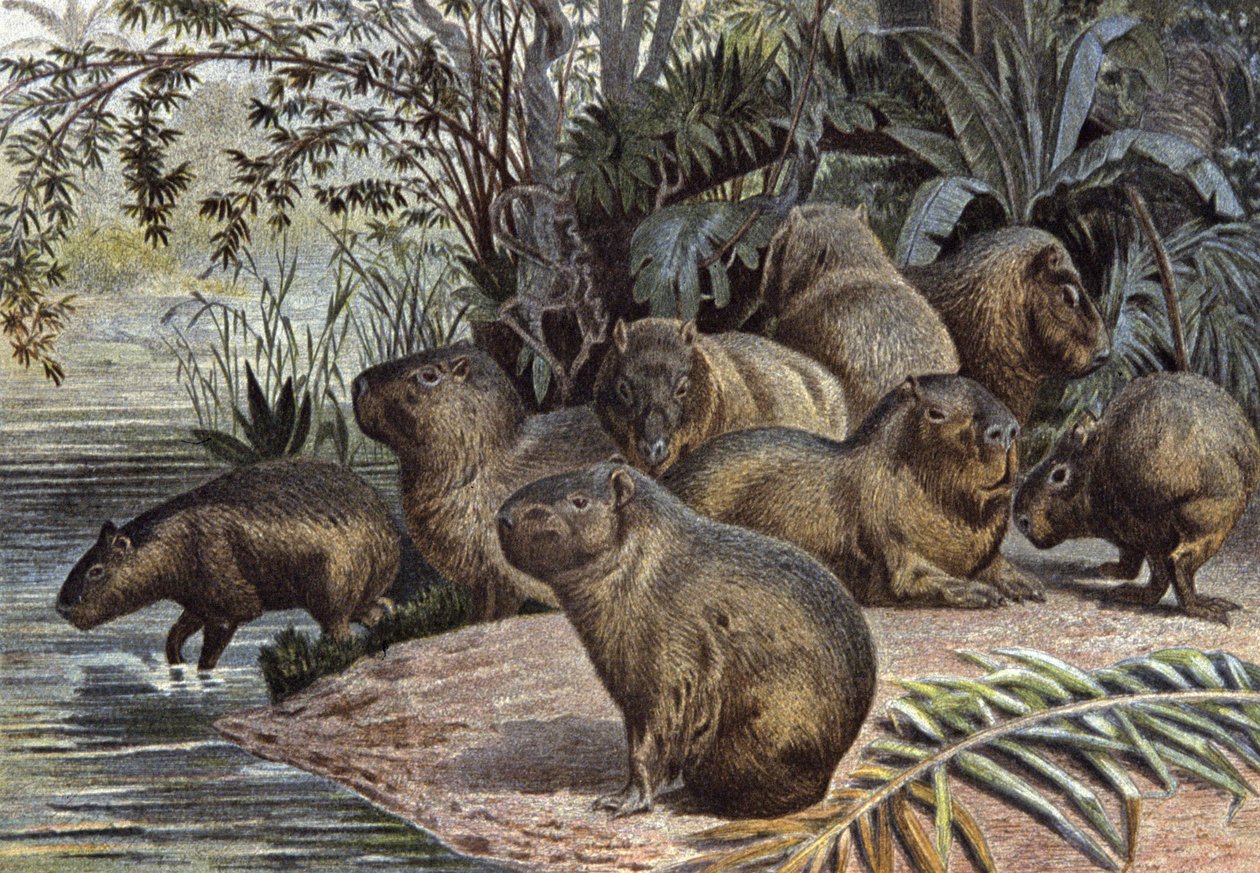 Capybaras av Wilhelm Kuhnert