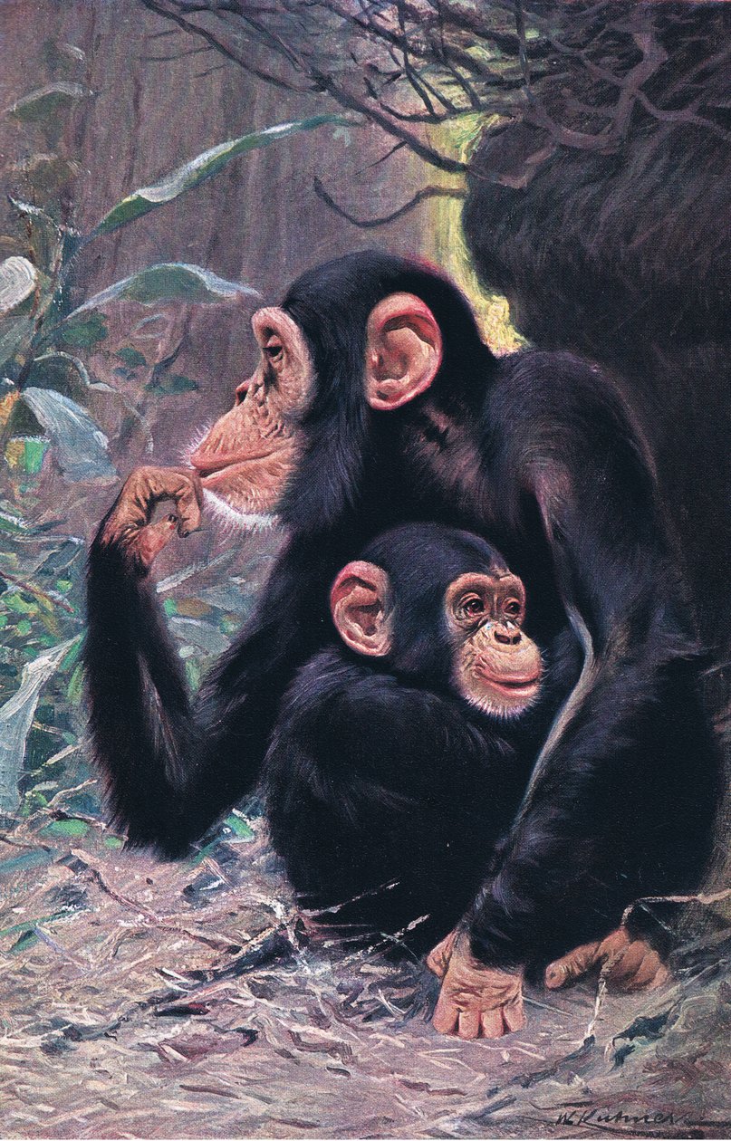 Sjimpanse, illustrasjon fra Wildlife of the World, ca. 1910 av Wilhelm Kuhnert