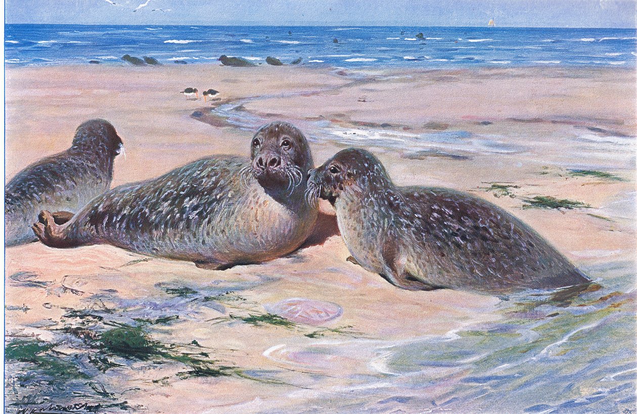 Common Seal, fra Wildlife of the World utgitt av Frederick Warne & Co, ca. 1900 av Wilhelm Kuhnert
