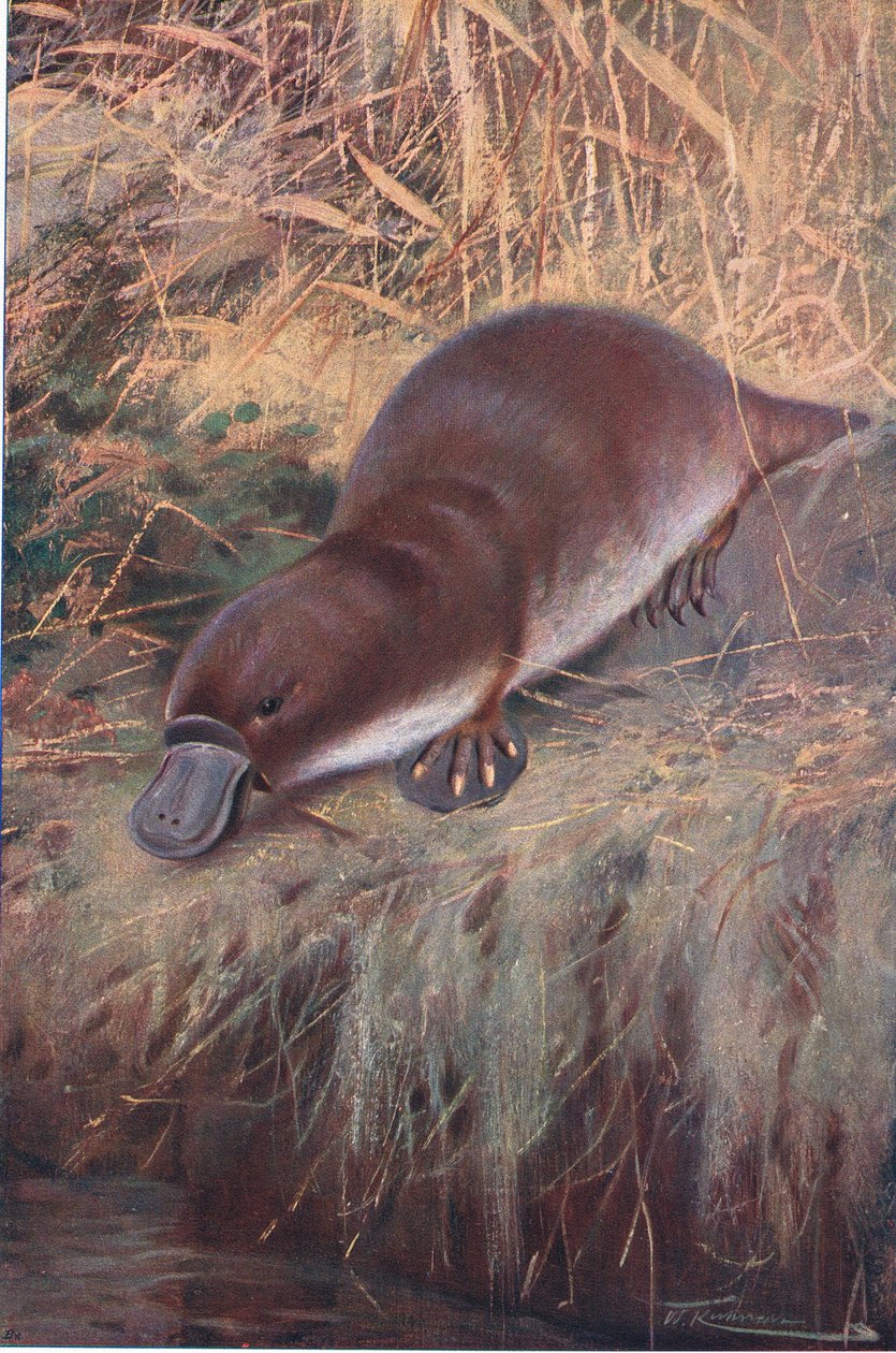 Andenebb, illustrasjon fra Wildlife of the World, ca. 1910 av Wilhelm Kuhnert