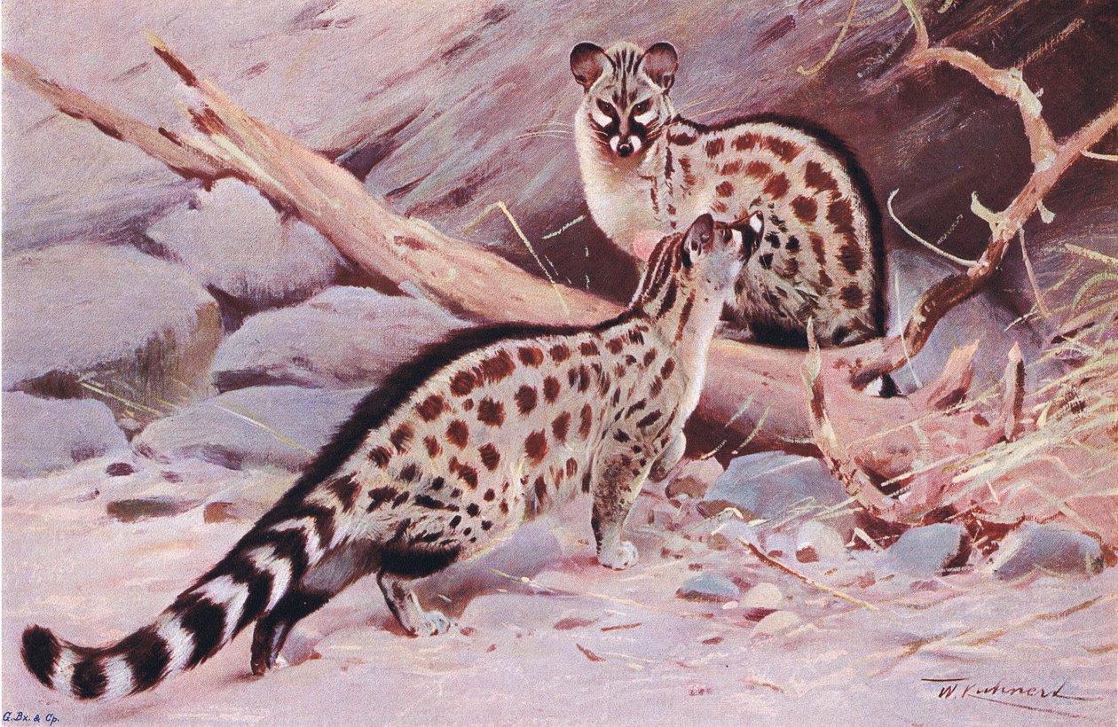 Dungola Genet, illustrasjon fra Wildlife of the World, ca. 1910 av Wilhelm Kuhnert