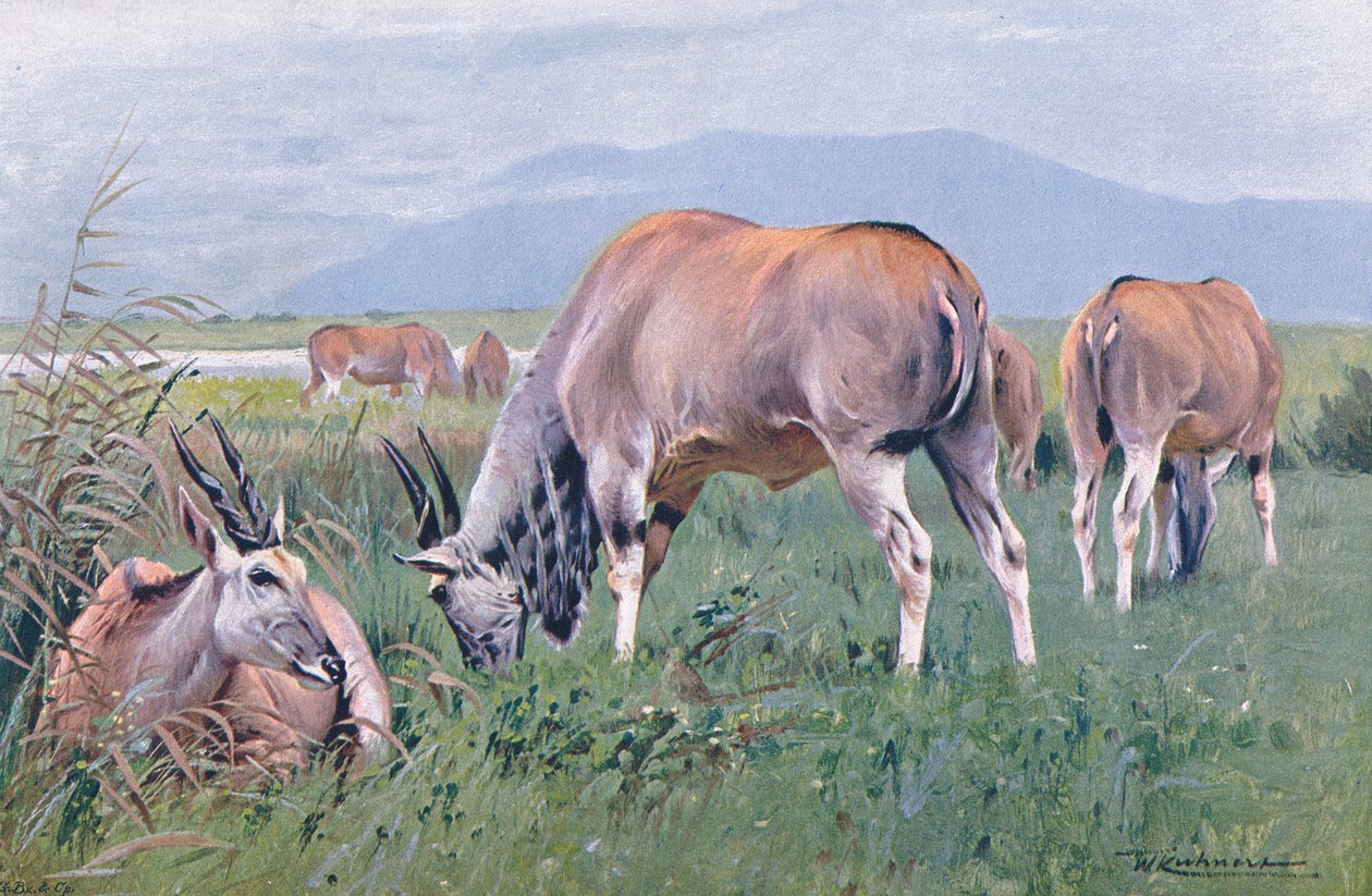 Eland, illustrasjon fra Wildlife of the World, ca. 1910 av Wilhelm Kuhnert