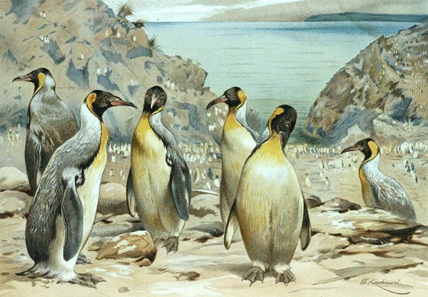 Emperor Penguin, plate fra "Brehms Tierleben: Allgemeine Kunde des Tierreichs", vol.6, s.170, utgitt av Bibliographisches Institut av Wilhelm Kuhnert