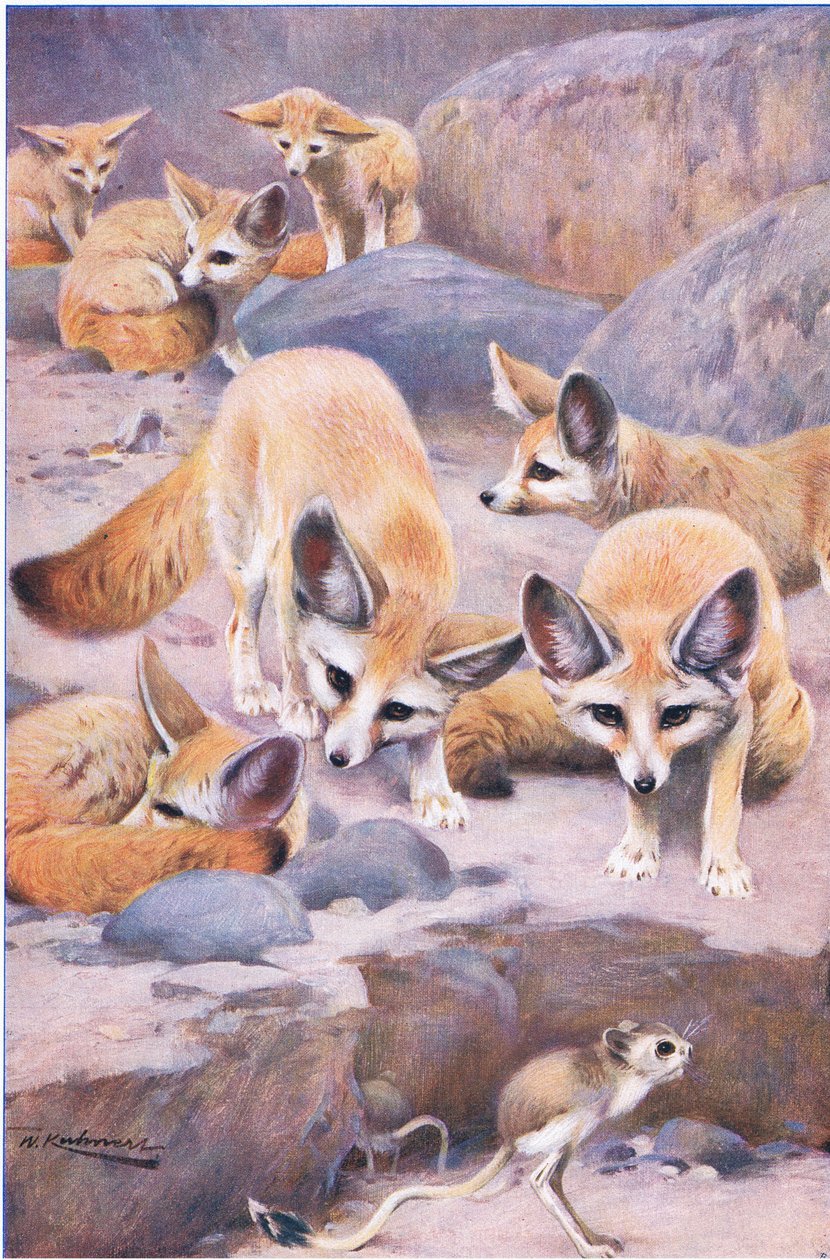 Fennec og Jerboa, illustrasjon fra Wildlife of the World, ca. 1910 av Wilhelm Kuhnert