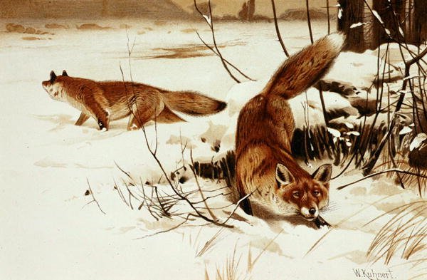 Fox, plate fra "Brehms Tierleben: Allgemeine Kunde des Tierreichs", vol.2, s.174, utgitt av Bibliographisches Institut av Wilhelm Kuhnert