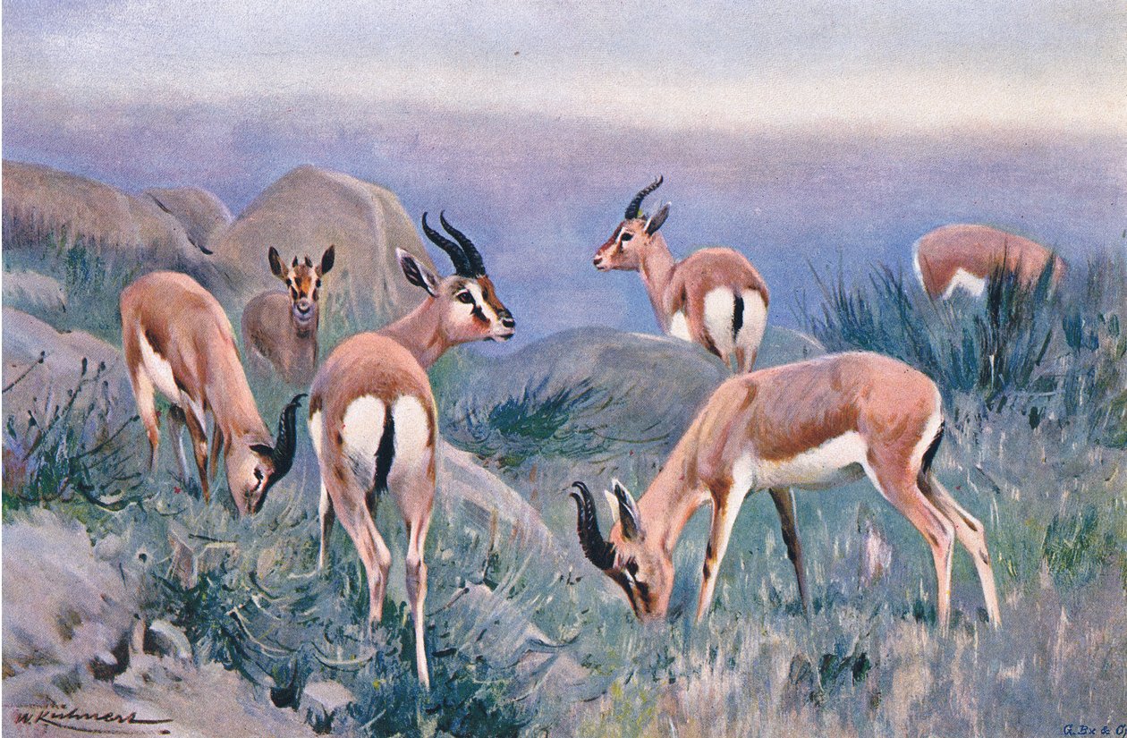 Gazelle, fra Wildlife of the World utgitt av Frederick Warne & Co, ca. 1900 av Wilhelm Kuhnert