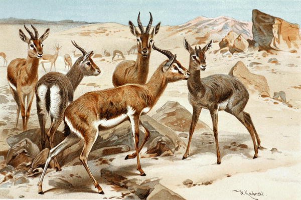 Gaseller, tallerken fra "Brehms Tierleben: Allgemeine Kunde des Tierreichs", vol. 3, s. 9, utgitt av Bibliographisches Institut av Wilhelm Kuhnert