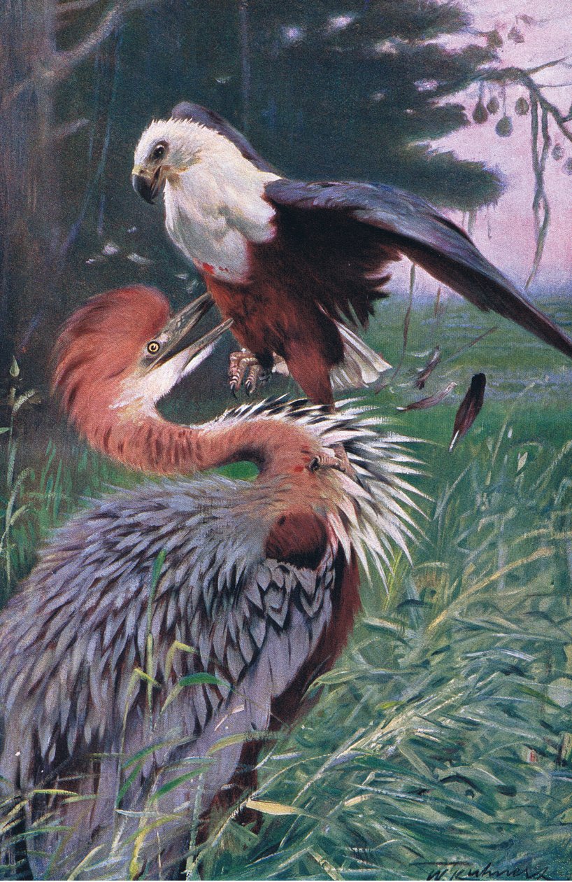 Giant Heron and Sea Eagle, illustrasjon fra Wildlife of the World, ca. 1910 av Wilhelm Kuhnert