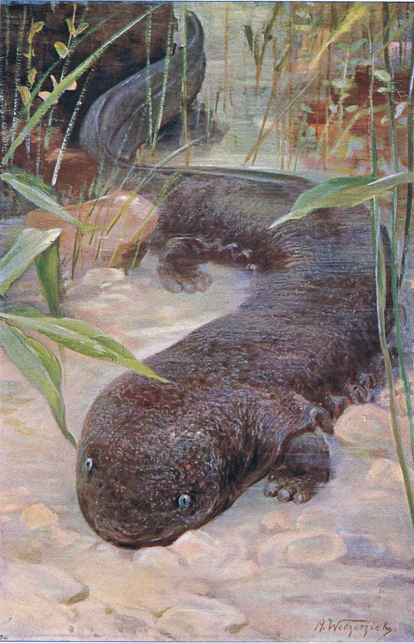 Giant Salamander, fra Wildlife of the World utgitt av Frederick Warne & Co, ca.1900 av Wilhelm Kuhnert