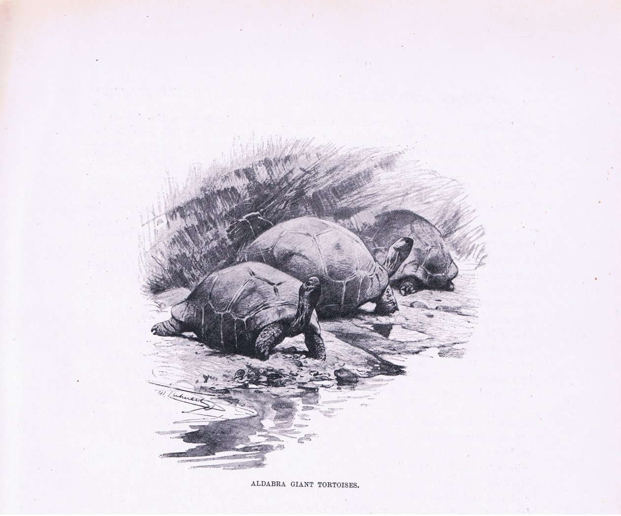 Kjempeskilpadder, illustrasjon fra Wildlife of the World, ca. 1910 av Wilhelm Kuhnert