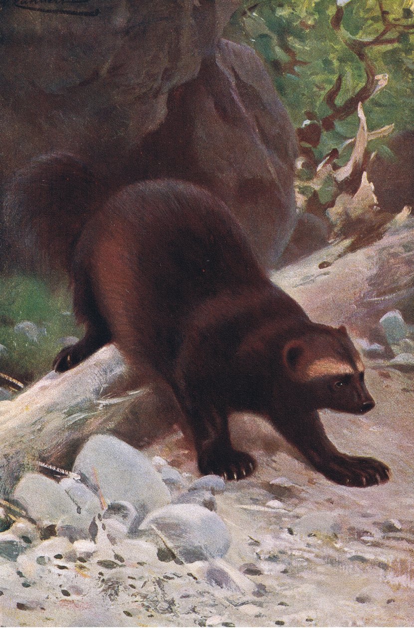 Glutton or Wolverine, fra Wildlife of the World utgitt av Frederick Warne & Co, ca. 1900 av Wilhelm Kuhnert