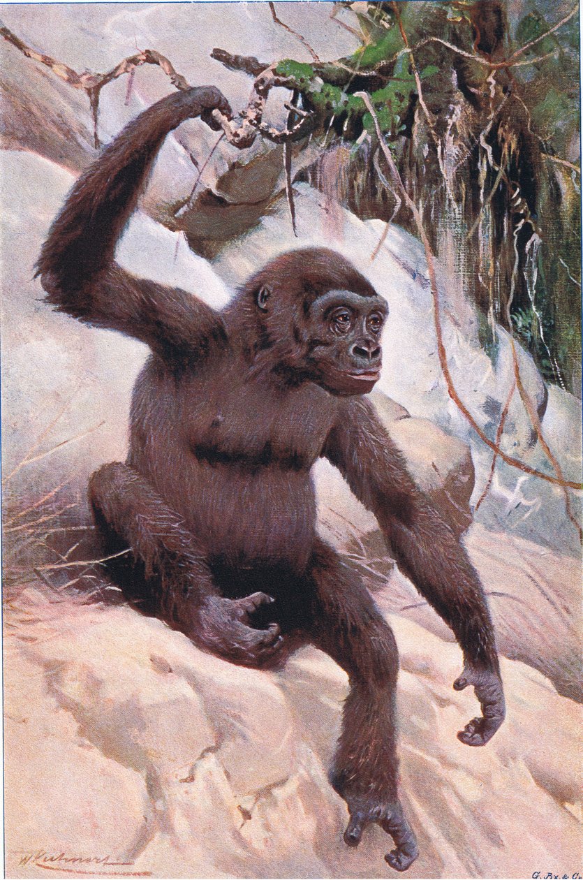 Gorilla, illustrasjon fra Wildlife of the World, ca. 1910 av Wilhelm Kuhnert