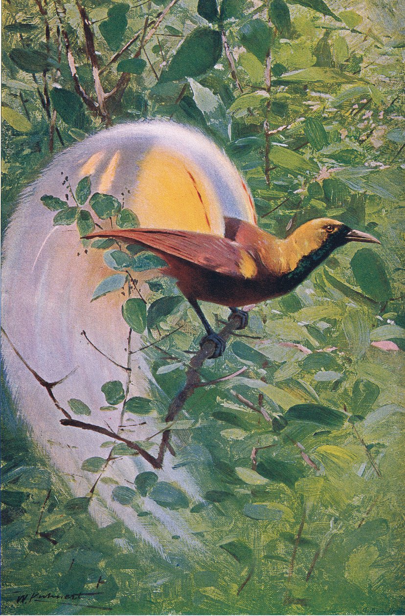 Great Bird of Paradise, illustrasjon fra Wildlife of the World, ca. 1910 av Wilhelm Kuhnert