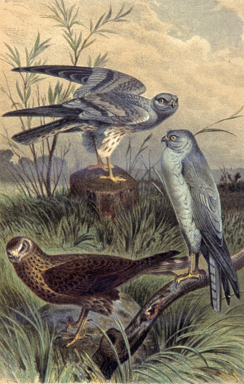 Harriers, ca. 1910 (illustrasjon) av Wilhelm Kuhnert