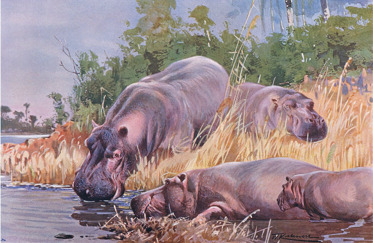 Flodhest, illustrasjon fra Wildlife of the World, ca. 1910 av Wilhelm Kuhnert